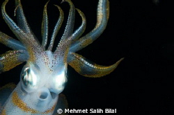 An Alien in night dive! by Mehmet Salih Bilal 